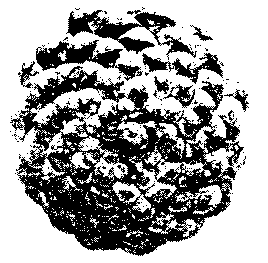 pinecone.gif (5074 bytes)