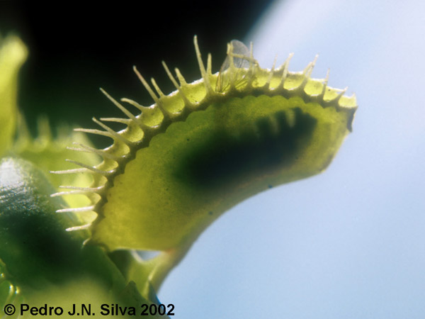 171.23.VenusFlytrap.abelhita