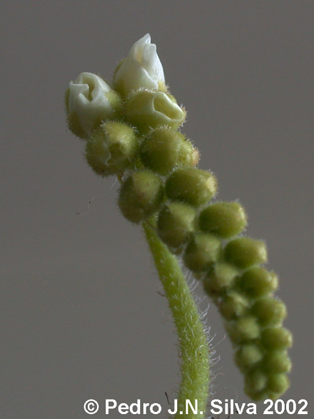 DSCN0098.Drosera.flower.crop