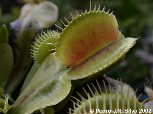 DSCN0177.VenusFlytrap