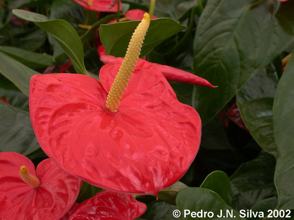 DSCN0514.Anturio.RosaBacara