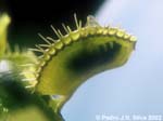 171.23.VenusFlytrap.abelhita