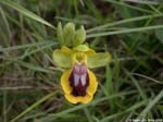 DSCN0377.orquidea.Arrabida